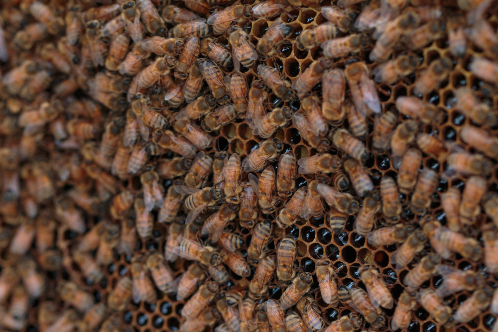 Honey bees on a frame of brood with honey and wax.